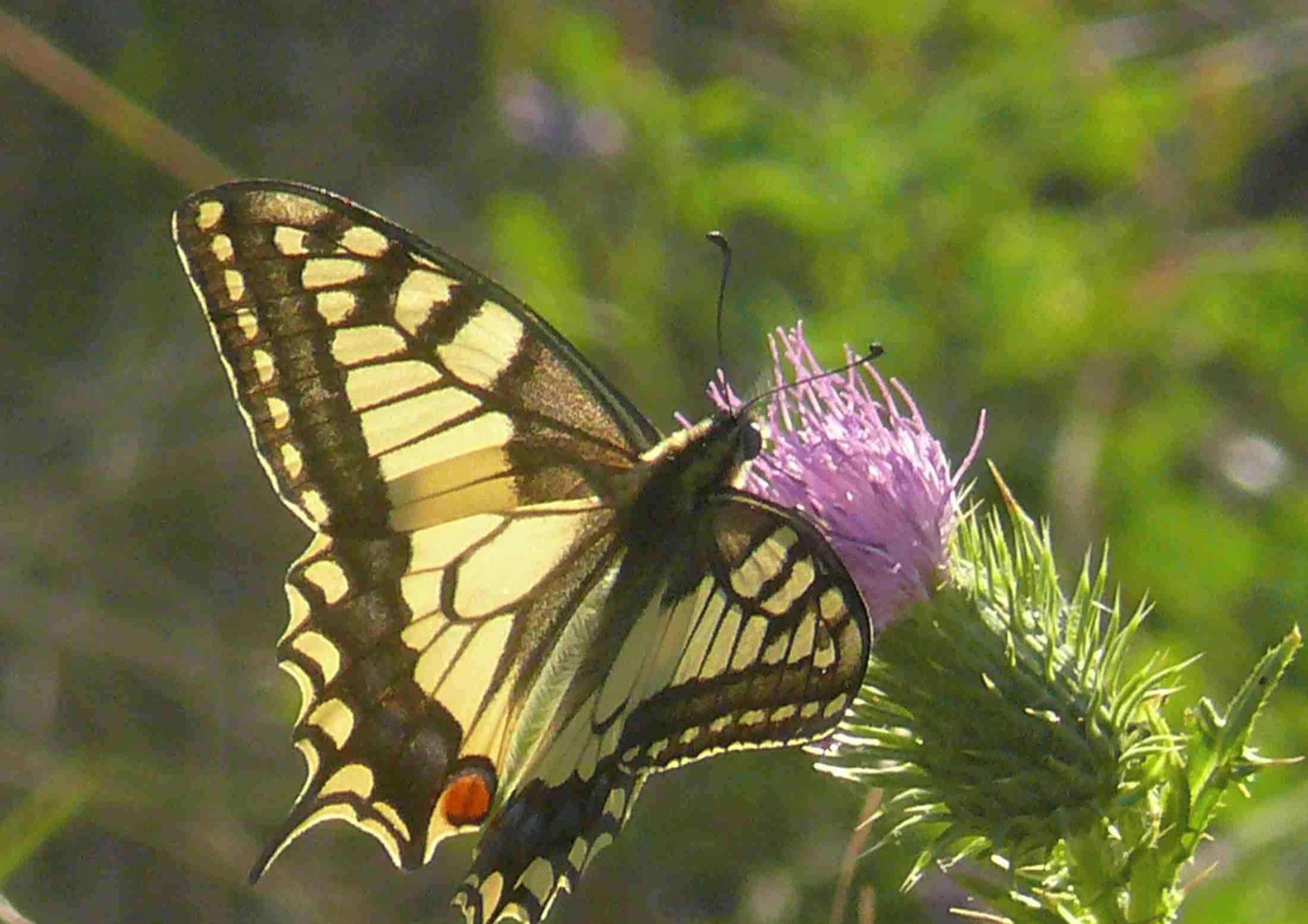 Papilio machaon Papilio machaon